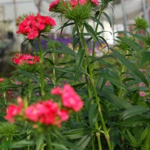 Dianthus Sweet Coral Live Plant - 2-5” Tall Plug - Fragrant Pink Flowers for Garden & Containers - Image 4