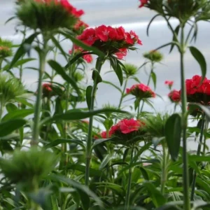 Dianthus Sweet Coral Live Plant - 2-5” Tall Plug - Fragrant Pink Flowers for Garden & Containers - Image 5