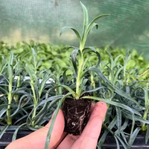 Dianthus Sweet Coral Live Plant - 2-5” Tall Plug - Fragrant Pink Flowers for Garden & Containers - Image 7