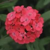 Dianthus Sweet Coral Live Plant - 2-5” Tall Plug - Fragrant Pink Flowers for Garden & Containers - Image 1