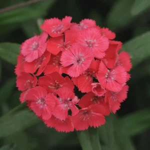 Dianthus Sweet Coral Live Plant – Coral Pink Flowering Plant – 2-5 inches Tall – USDA Zones 3-9 - Image 2