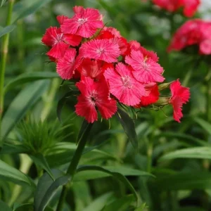 Dianthus Sweet Coral Live Plant – Coral Pink Flowering Plant – 2-5 inches Tall – USDA Zones 3-9 - Image 3