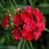 Dianthus Sweet Coral Live Plant – Coral Pink Flowering Plant – 2-5 inches Tall – USDA Zones 3-9 - Image 1