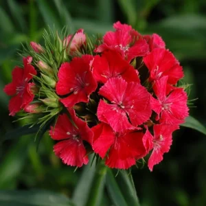 Dianthus Sweet Coral Live Plant – Coral Pink Flowering Plant – 2-5 inches Tall – USDA Zones 3-9 - Image 1