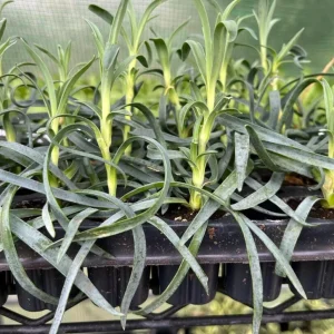 Dianthus Sweet Coral Live Plant – Coral Pink Flowering Plant – 2-5 inches Tall – USDA Zones 3-9 - Image 6