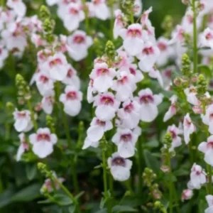 Diascia Cherry Blossom Live Plug Plant – 2-6 Inch Tall – Long-Blooming Twinspur for Outdoors - Image 3