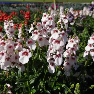 Diascia Cherry Blossom Live Plug Plant – 2-6 Inch Tall – Long-Blooming Twinspur for Outdoors - Image 1