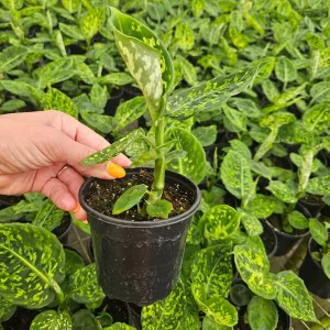 Dieffenbachia Reflector Live Plant – Speckled White Green Foliage – 4 Inch Pot – Indoor - Image 2