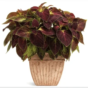 Dipt In Wine Coleus Live Plants - 4 Pack, Vibrant Magenta Red Foliage, 4-8 Inch Tall - Image 2