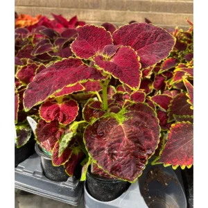 Dipt In Wine Coleus Live Plants - 4 Pack, Vibrant Magenta Red Foliage, 4-8 Inch Tall - Image 3