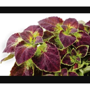 Dipt In Wine Coleus Live Plants - 4 Pack, Vibrant Magenta Red Foliage, 4-8 Inch Tall - Image 5