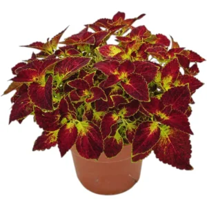 Dipt In Wine Coleus Live Plants - 4 Pack, Vibrant Magenta Red Foliage, 4-8 Inch Tall - Image 6