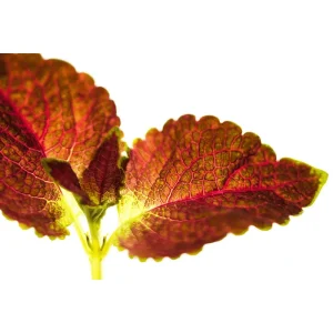 Dipt In Wine Coleus Live Plants - 4 Pack, Vibrant Magenta Red Foliage, 4-8 Inch Tall - Image 7