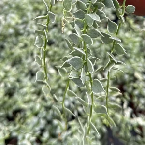 Dischidia Million Hearts Live Plant – Variegated Trailing Succulent – 3 Inch Pot – Indoor Epiphyte - Image 2