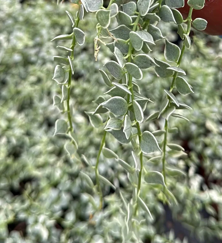 Dischidia Million Hearts Live Plant – Variegated Trailing Succulent – 3 Inch Pot – Indoor Epiphyte - Image 2