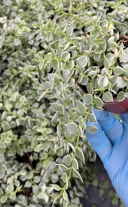 Dischidia Million Hearts Live Plant – Variegated Trailing Succulent – 3 Inch Pot – Indoor Epiphyte - Image 4