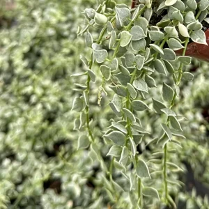 Dischidia Million Hearts Variegated Live Plant – Trailing Succulent in 3 Inch Pot - Image 3