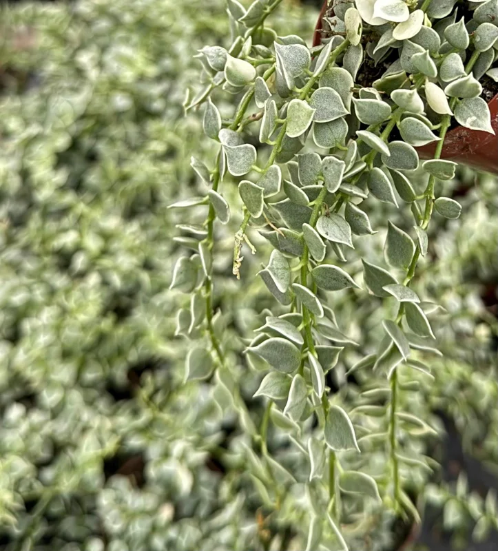 Dischidia Million Hearts Variegated Live Plant – Trailing Succulent in 3 Inch Pot - Image 3