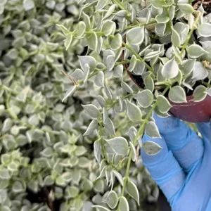 Dischidia Million Hearts Variegated Live Plant – Trailing Succulent in 3 Inch Pot - Image 4