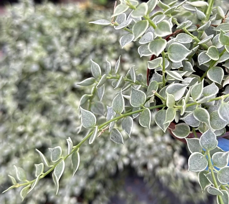Dischidia Million Hearts Variegated Live Plant – Trailing Succulent in 3 Inch Pot - Image 1