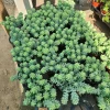Donkey Tail Sedum Live Plant Trailing Succulent 4in Pot Indoor - Image 1