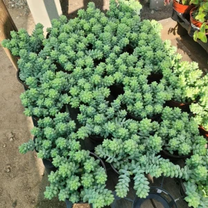Donkey Tail Sedum Live Plant Trailing Succulent 4in Pot Indoor - Image 1