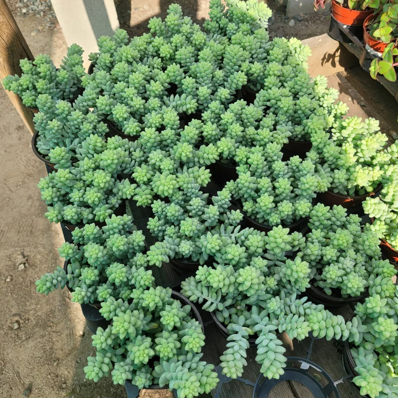 Donkey Tail Sedum Live Plant Trailing Succulent 4in Pot Indoor - Image 1