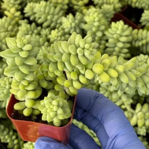 Donkey's Tail Sedum Burrito Live Trailing Succulent Plant - Easy Care - Image 2