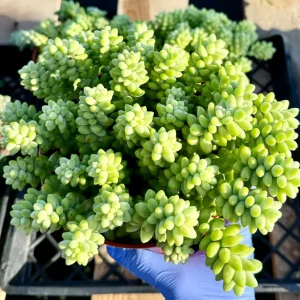 Donkey's Tail Sedum Burrito Live Trailing Succulent Plant - Easy Care - Image 3