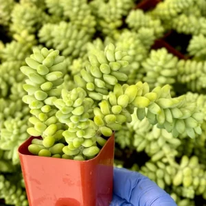 Donkey's Tail Sedum Burrito Live Trailing Succulent Plant - Easy Care - Image 1