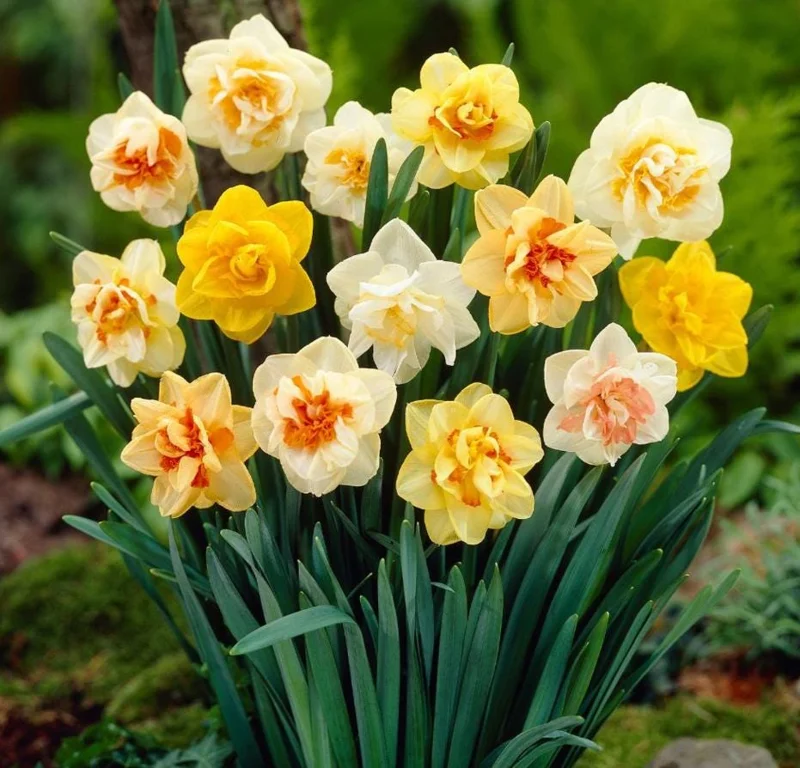Double Daffodil Mix Bulbs - 10 Count Perennial Narcissus Flowers - Image 2