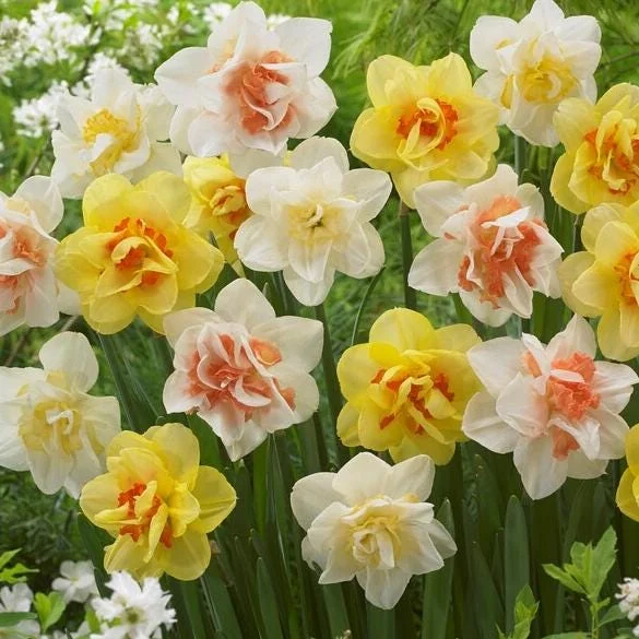 Double Daffodil Mix Bulbs - 10 Count Perennial Narcissus Flowers - Image 4