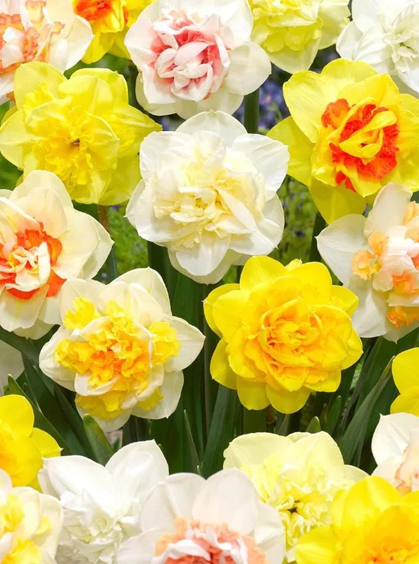 Double Daffodil Mix Bulbs - 10 Count Perennial Narcissus Flowers - Image 1
