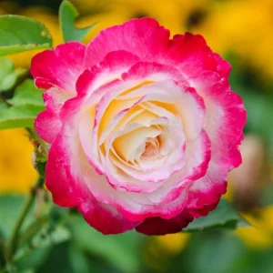 Double Delight Rose Bush Live Plant – Heirloom Fragrant Flowers 4-6 Inch Tall - Image 2