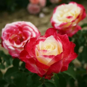 Double Delight Rose Bush Live Plant – Heirloom Fragrant Flowers 4-6 Inch Tall - Image 3