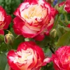 Double Delight Rose Bush Live Plant – Heirloom Fragrant Flowers 4-6 Inch Tall - Image 1