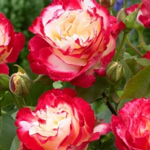 Double Delight Rose Bush Live Plant – Heirloom Fragrant Flowers 4-6 Inch Tall - Image 1