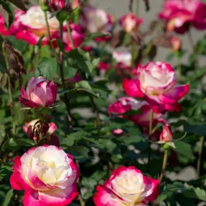 Double Delight Rose Bush Live Plant – Heirloom Fragrant Flowers 4-6 Inch Tall - Image 5