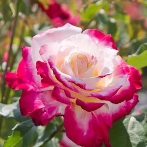 Double Delight Rose Bush Live Plant – Heirloom Fragrant Flowers 4-6 Inch Tall - Image 6