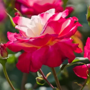 Double Delight Rose Bush Live Plant – Heirloom Fragrant Flowers 4-6 Inch Tall - Image 7