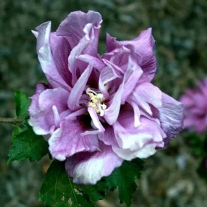 Double Purple/Pink Rose of Sharon Unrooted Cuttings (Set of 10) Outdoor Shrub - Image 2