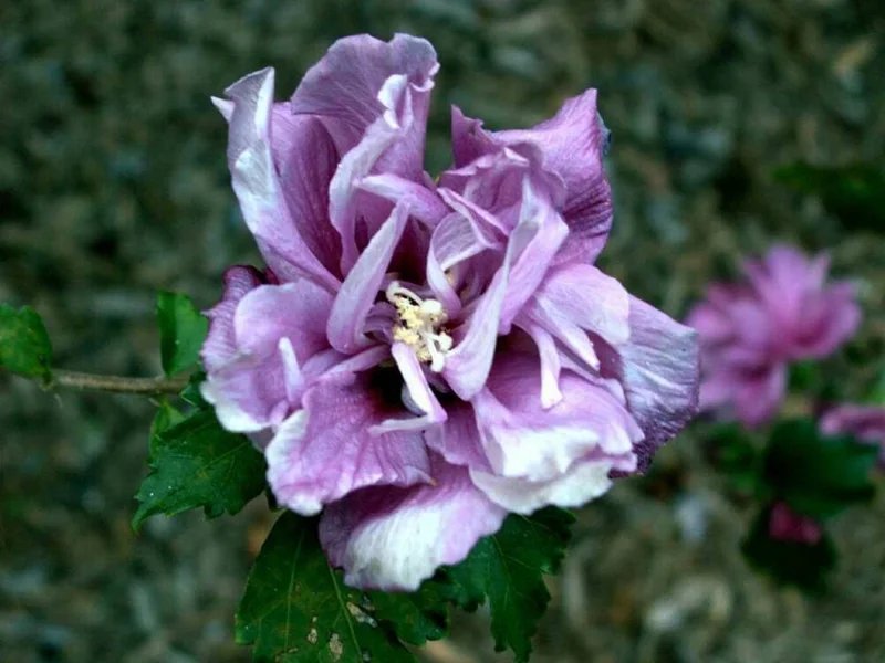 Double Purple/Pink Rose of Sharon Unrooted Cuttings (Set of 10) Outdoor Shrub - Image 2
