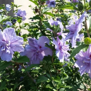 Double Purple/Pink Rose of Sharon Unrooted Cuttings (Set of 10) Outdoor Shrub - Image 3