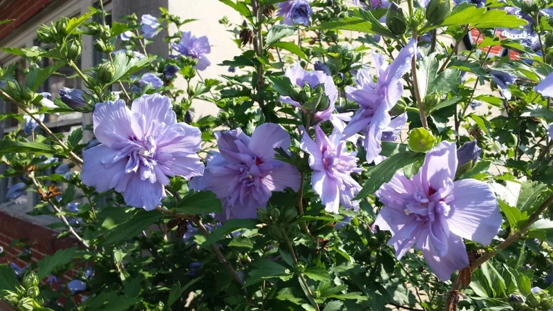 Double Purple/Pink Rose of Sharon Unrooted Cuttings (Set of 10) Outdoor Shrub - Image 3