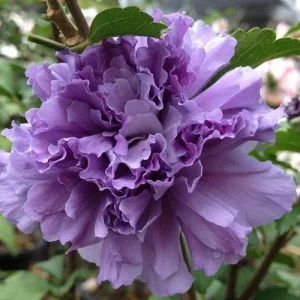 Double Purple/Pink Rose of Sharon Unrooted Cuttings - Set of 10 | Outdoor Shrub - Image 4