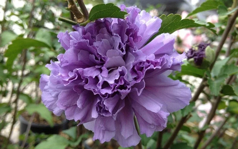 Double Purple/Pink Rose of Sharon Unrooted Cuttings (Set of 10) Outdoor Shrub - Image 4
