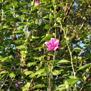 Double Purple/Pink Rose of Sharon Unrooted Cuttings - Set of 10 | Outdoor Shrub - Image 5
