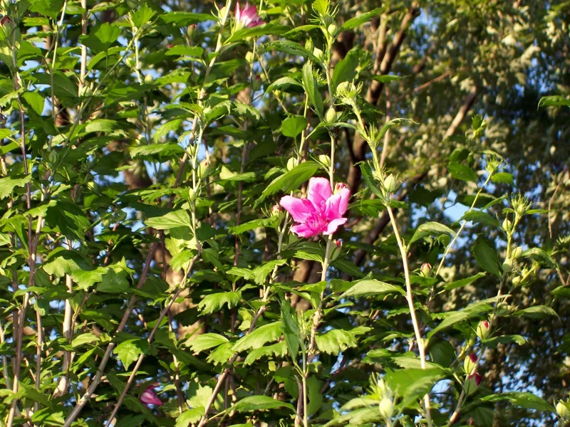 Double Purple/Pink Rose of Sharon Unrooted Cuttings (Set of 10) Outdoor Shrub - Image 5