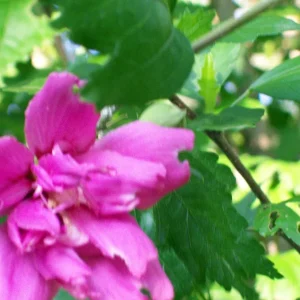 Double Purple/Pink Rose of Sharon Unrooted Cuttings - Set of 10 | Outdoor Shrub - Image 6