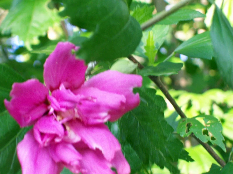 Double Purple/Pink Rose of Sharon Unrooted Cuttings (Set of 10) Outdoor Shrub - Image 6